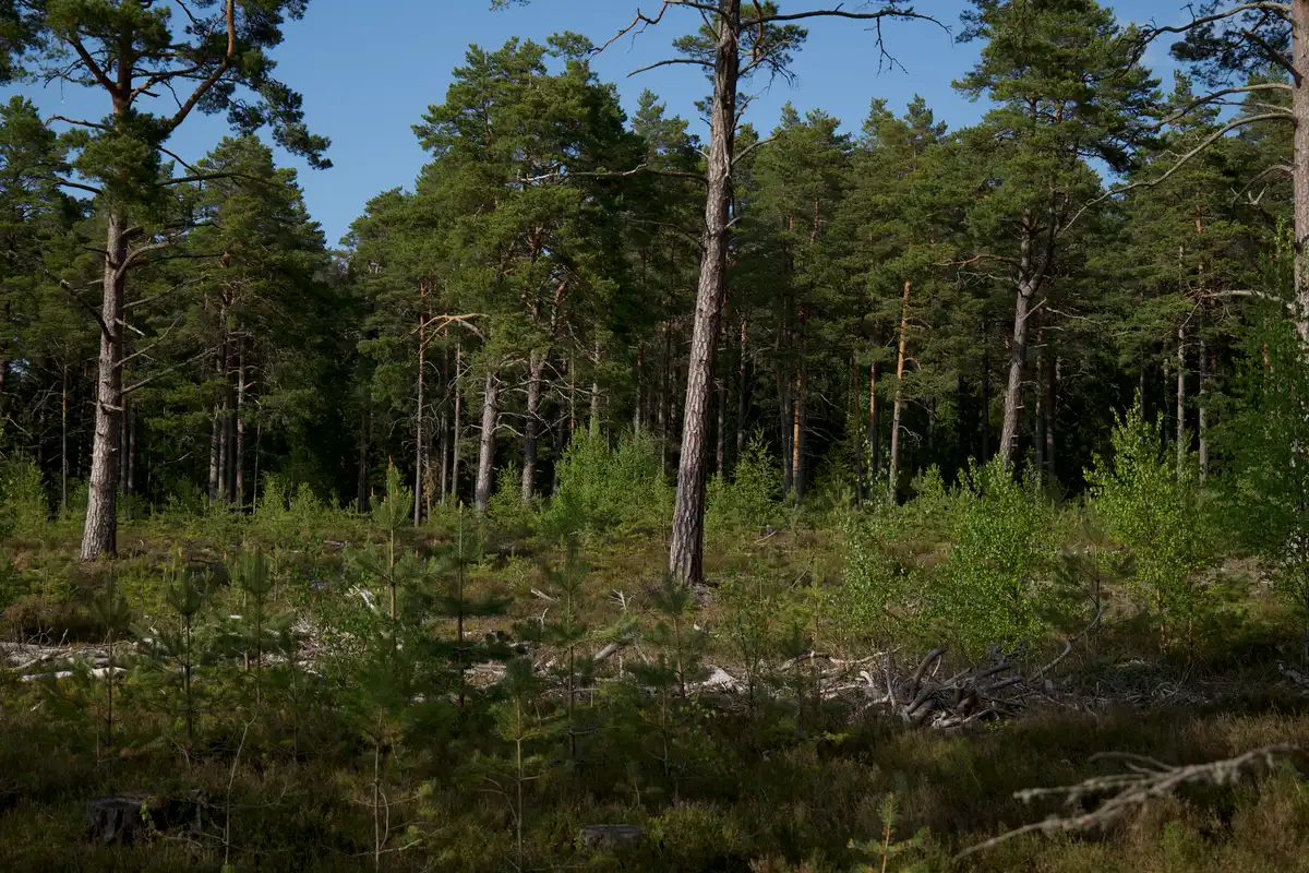 Dichte Waldlandschaft mit dynamischer Vegetation und natürlichen Elementen